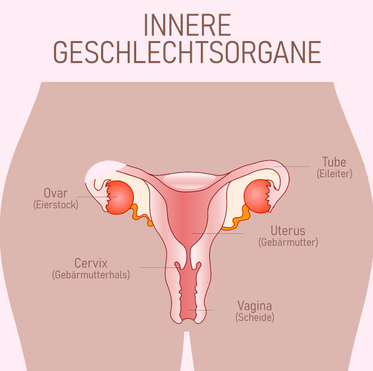 Innere Geschlechtsorgane