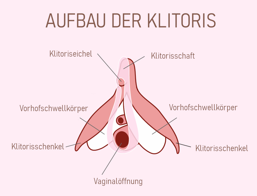 Aufbau der Klitoris